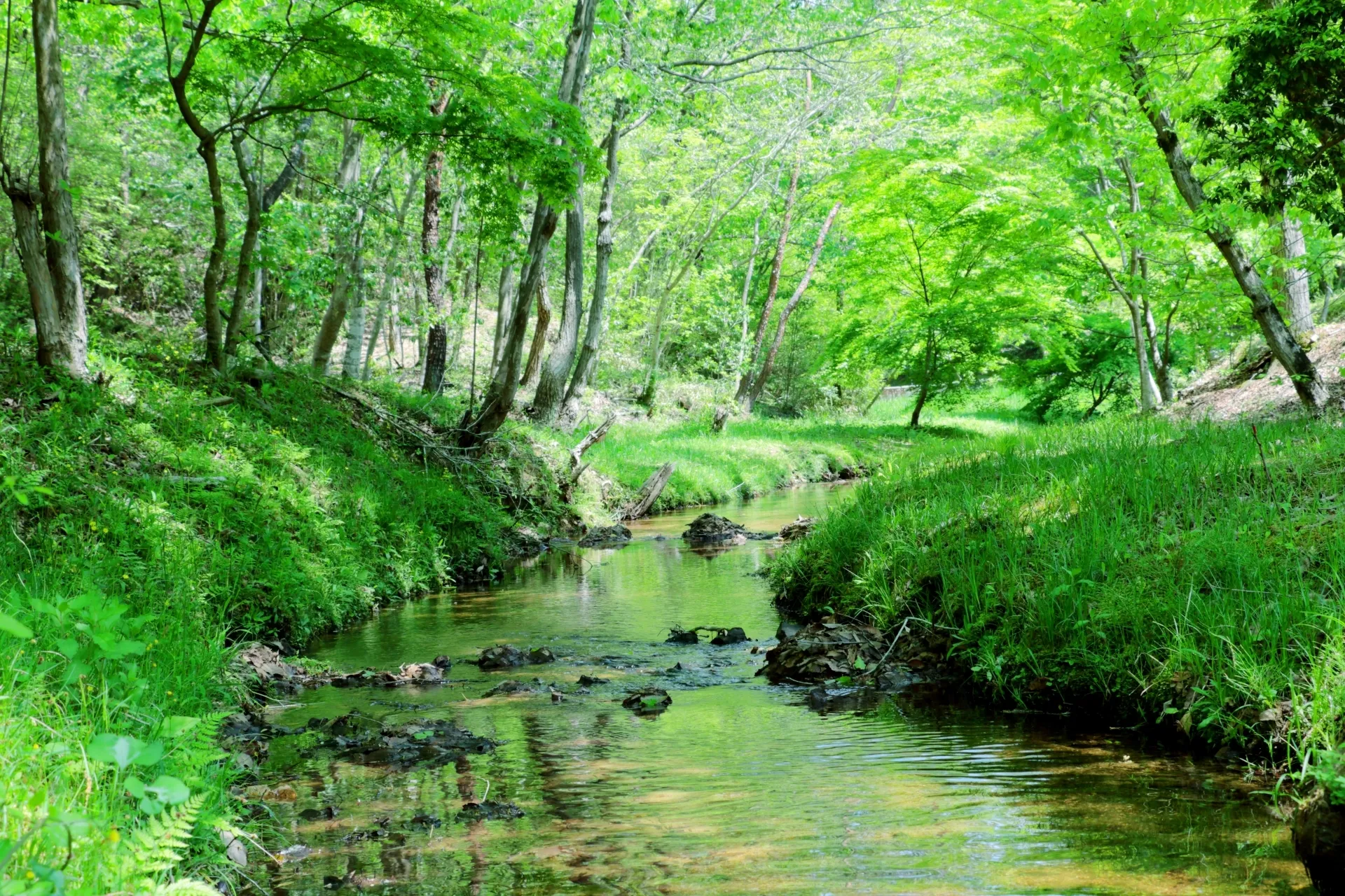 緑あふれる森の中を流れる小川